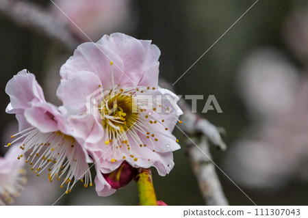 梅花告訴春天的到來 梅花告訴春天的到來 111307043