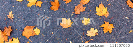Autumn banner with orange leaves. Autumn fallen leaves on asphalt Autumn banner with orange leaves. Autumn fallen leaves on asphalt 111307060