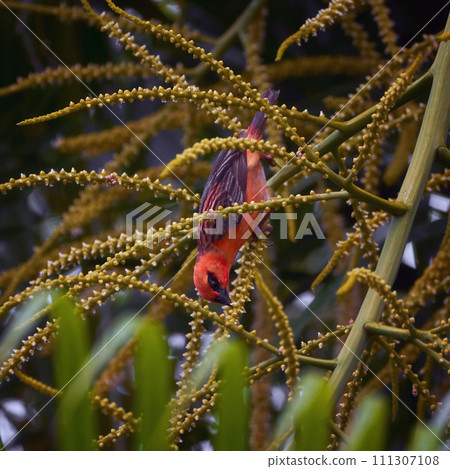 Reunion Island Bird Red Foodie Foudia madagascariensis on branches with palm flowers 111307108