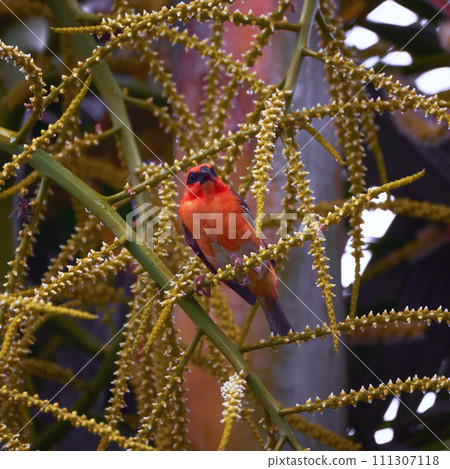 Reunion Island Bird Red Foodie Foudia madagascariensis on branches with palm flowers Reunion Island Bird Red Foodie Foudia madagascariensis on branches with palm flowers 111307118