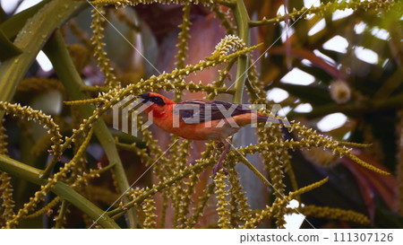 Reunion Island Bird Red Foodie Foudia madagascariensis on branches with palm flowers Reunion Island Bird Red Foodie Foudia madagascariensis on branches with palm flowers 111307126