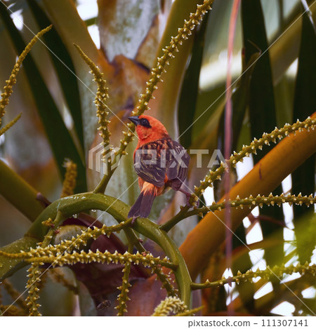 Reunion Island Bird Red Foodie Foudia madagascariensis on branches with palm flowers 111307141