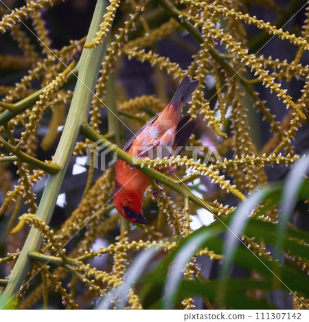 Reunion Island Bird Red Foodie Foudia madagascariensis on branches with palm flowers 111307142