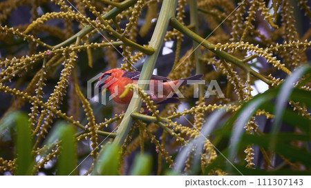 Reunion Island Bird Red Foodie Foudia madagascariensis on branches with palm flowers Reunion Island Bird Red Foodie Foudia madagascariensis on branches with palm flowers 111307143