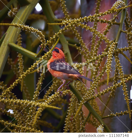 Reunion Island Bird Red Foodie Foudia madagascariensis on branches with palm flowers 111307148