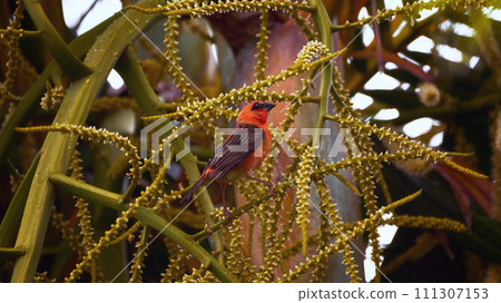 Reunion Island Bird Red Foodie Foudia madagascariensis on branches with palm flowers 111307153