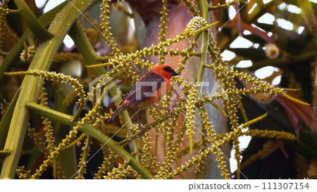 Reunion Island Bird Red Foodie Foudia madagascariensis on branches with palm flowers Reunion Island Bird Red Foodie Foudia madagascariensis on branches with palm flowers 111307154