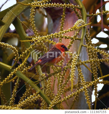 Reunion Island Bird Red Foodie Foudia madagascariensis on branches with palm flowers Reunion Island Bird Red Foodie Foudia madagascariensis on branches with palm flowers 111307155