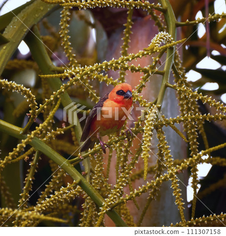 Reunion Island Bird Red Foodie Foudia madagascariensis on branches with palm flowers 111307158