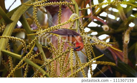 Reunion Island Bird Red Foodie Foudia madagascariensis on branches with palm flowers 111307159