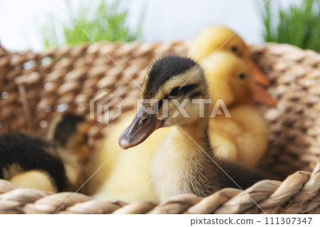 one small variegated black and yellow baby duckling in wicker basket on sunny day, selective focus one small variegated black and yellow baby duckling in wicker basket on sunny day, selective focus 111307347
