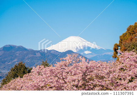 Fuji and Kawazu cherry tree 111307391