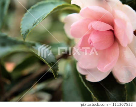 Pink sasanqua ``Winter Rose'' blooms in January 111307532