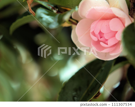 Pink sasanqua ``Winter Rose'' blooms in January 111307534