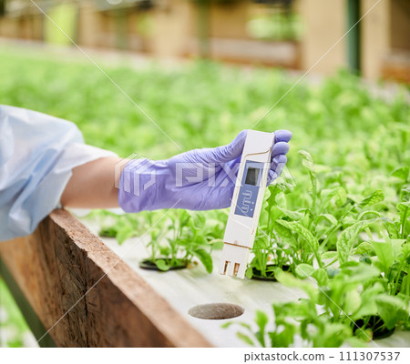 Close up of woman hand in rubber garden glove holding water conductivity meter device. Female gardener with digital water tester in hand standing by shelf with plants in greenhouse. Close up of woman hand in rubber garden glove holding water conductivity meter device. Female gardener with digital water tester in hand standing by shelf with plants in greenhouse. 111307537