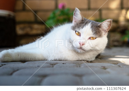 Cute white cat is resting in the yard. The white cat lies and basks in the sun. Cute white cat is resting in the yard. The white cat lies and basks in the sun. 111307624