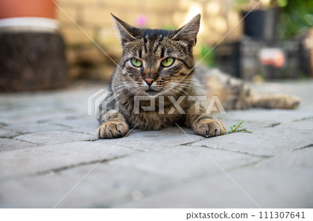 Cute cat is resting in the yard. Cat lies and basks in the sun. The cat is resting on a track in the yard. Cute cat is resting in the yard. Cat lies and basks in the sun. The cat is resting on a track in the yard. 111307641
