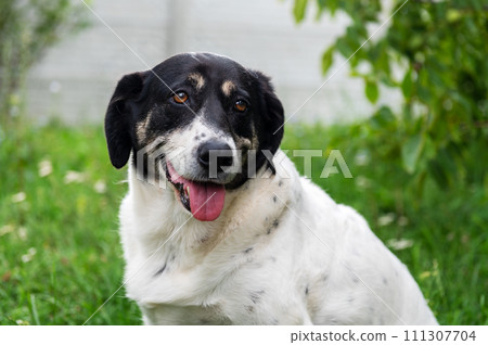 Lovely dog in the yard. Beautiful hybrid dog sitting on the grass in the garden 111307704