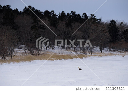 Eagle and sika deer in winter snow field Eagle and sika deer in winter snow field 111307821