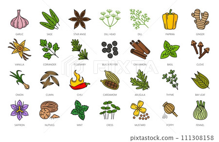 Spice, herbs and seasonings outline icons. Cardamom, arugula leaf, thyme, saffron and nutmeg, mint, cress, mustard and poppy seed kitchen seasonings, cooking ingredient color line pictograms or icons 111308158