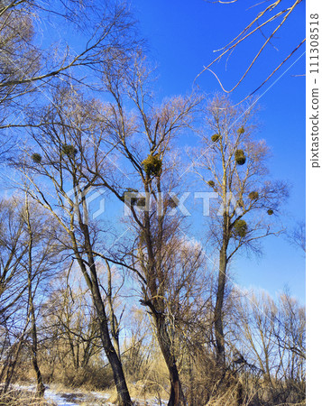 Thickets trees with mistletoe parasite on the branches 111308518