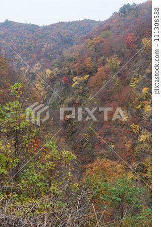 Autumn leaves at Naruko Gorge, a gorge in Naruko Onsen, Osaki City, Miyagi Prefecture, Japan Autumn leaves at Naruko Gorge, a gorge in Naruko Onsen, Osaki City, Miyagi Prefecture, Japan 111308588