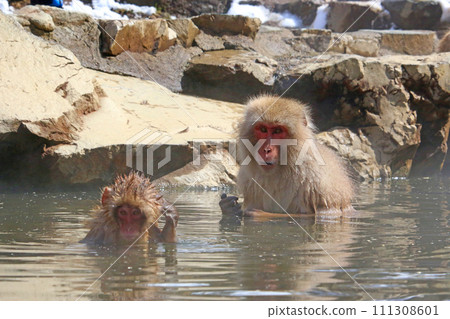 在溫泉的日本短尾猿 111308601