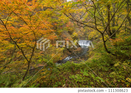 Autumn leaves and Otani River seen from the promenade of Naruko Gorge, a gorge in Naruko Onsen, Osaki City, Miyagi Prefecture, Japan Autumn leaves and Otani River seen from the promenade of Naruko Gorge, a gorge in Naruko Onsen, Osaki City, Miyagi Prefecture, Japan 111308623