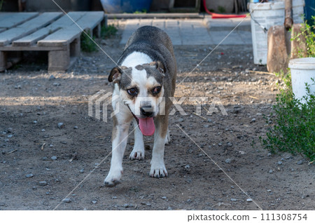 Dog in animal shelter waiting for adoption. Portrait of red homeless dog in animal shelter cage. 111308754