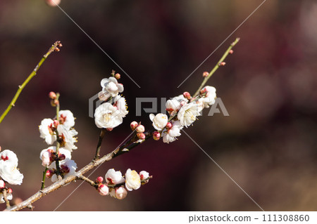 大岡山公園梅林 111308860