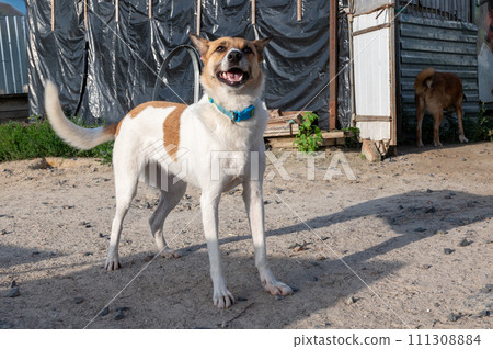 Dog in animal shelter waiting for adoption. Portrait of red homeless dog in animal shelter cage. 111308884