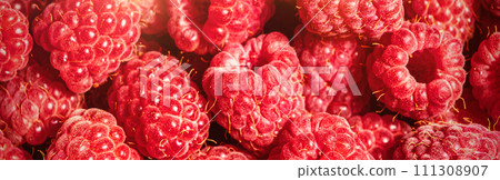 Banner of fresh raspberries close up. Many berries of fresh raspberry. 111308907