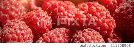 Banner of fresh raspberries close up. Many berries of fresh raspberry. 111308908