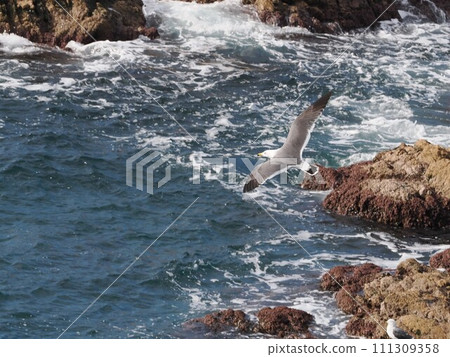 Sea cat flying above the sea Sea cat flying above the sea 111309358