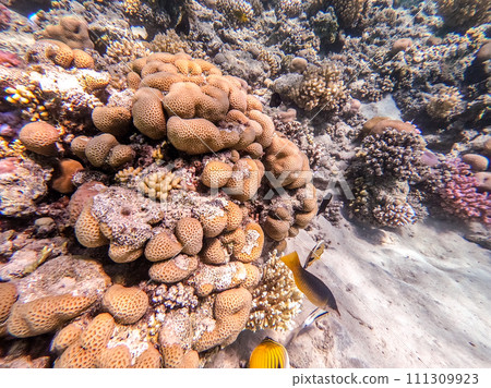Birdmouth wrasse (Gomphosus Caeruleus) at coral reef.. 111309923