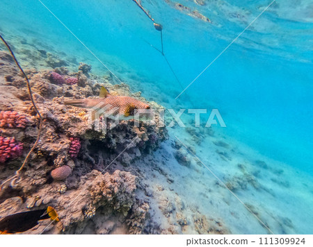 Whitespotted Puffer (Arothron hispidus) at coral reef.. 111309924