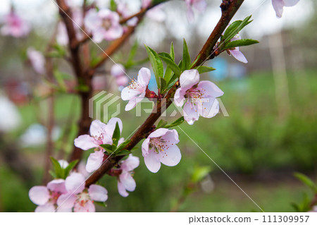 Pink flowers of the peach blossoms in garden at spring day.. Pink flowers of the peach blossoms in garden at spring day.. 111309957