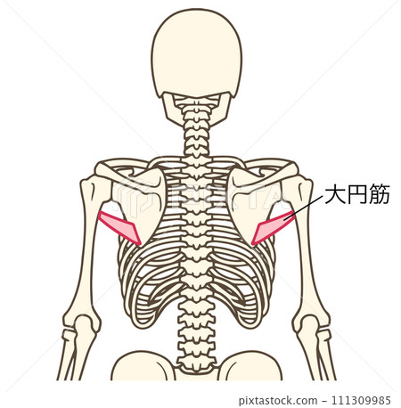 大圓肌圖 大圓肌圖 111309985