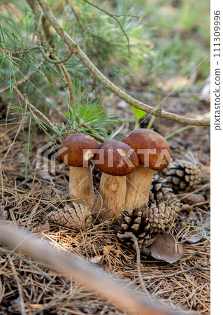 Triple porcini mushroom grows in pine tree forest at autumn season.. 111309996