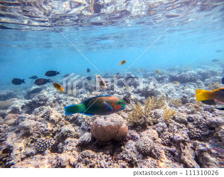 Close up view of Hipposcarus longiceps or Longnose Parrotfish (Hipposcarus Harid) at coral reef.. 111310026