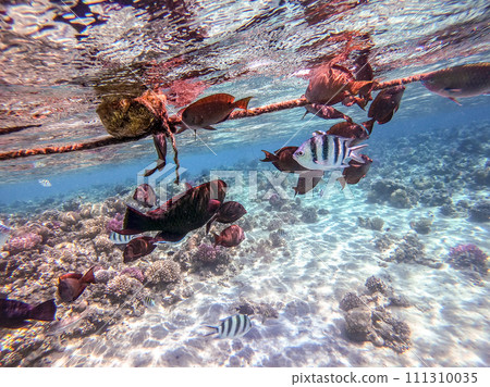 Shoal of differend kinds of the fish - sailfin tang, Longnose Parrotfish, Picasso trigger, Birdmouth wrasse, Klunzinger's wrasse and other tropical fish swimming at the coral reef in the Red Sea, Shoal of differend kinds of the fish - sailfin tang, Longnose Parrotfish, Picasso trigger, Birdmouth wrasse, Klunzinger's wrasse and other tropical fish swimming at the coral reef in the Red Sea, 111310035