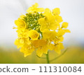 Rape blossoms uploaded 111310084