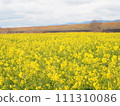 Rapeseed field 111310086