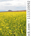 Rapeseed field 111310092
