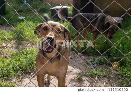 Homeless dog behind bars in a shelter. Portrait of homeless dog in animal shelter cage. Homeless dog behind bars in a shelter. Portrait of homeless dog in animal shelter cage. 111310300