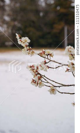Snowy scenery and plum blossoms 111310475