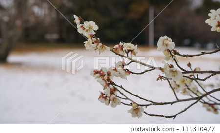 Snowy scenery and plum blossoms 111310477