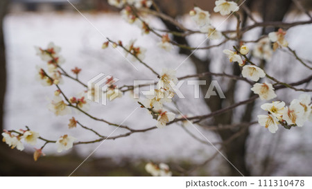 Snowy scenery and plum blossoms 111310478