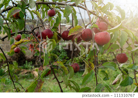 Ripe red apples on tree branches. Apple harvest. Ripe red apples in the garden on a tree. Ripe red apples on tree branches. Apple harvest. Ripe red apples in the garden on a tree. 111310767