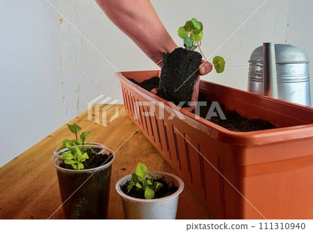 Planting flowers in a window box. Males hand planting asters and Indian cress Planting flowers in a window box. Males hand planting asters and Indian cress 111310940